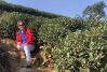 Tea Plantation, China